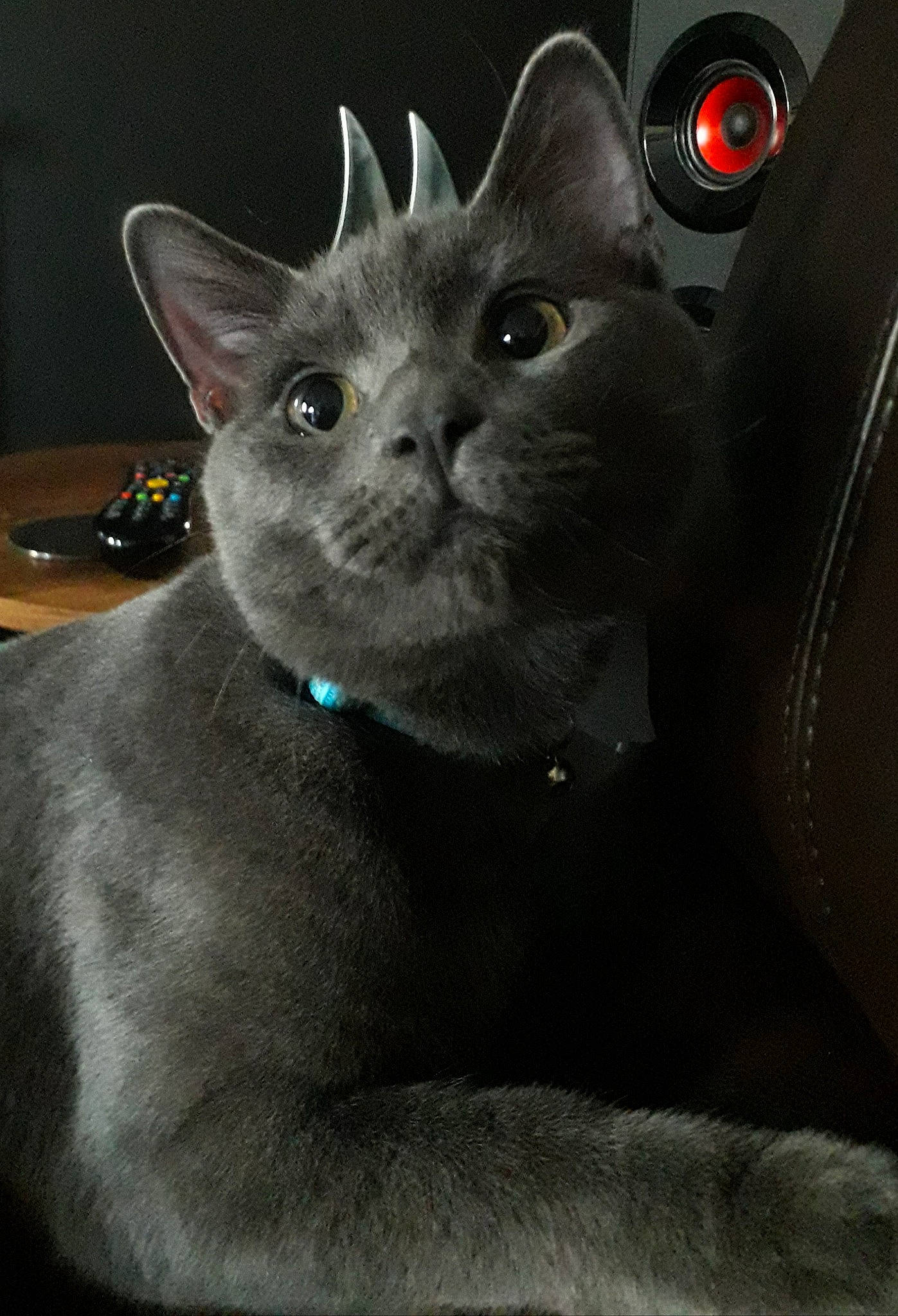 Baloo is registered to the contest to win money with this photo: carnivore, cat, domestic_short_haired_cat, ear, electric_blue, eye, felidae, fur, grey, human_body, russian_blue, small_to_medium_sized_cats, snout, terrestrial_animal, whiskers