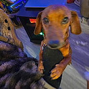 Brownie is registered to the contest to win money with this photo: dog, brown_dog, blurry, indoor, small_dog, fuzzy_blanket, paw, leg, heating_unit, floor, furniture, clutter, pet, animal, close_up, household, indoor_lighting, background, cozy, warm