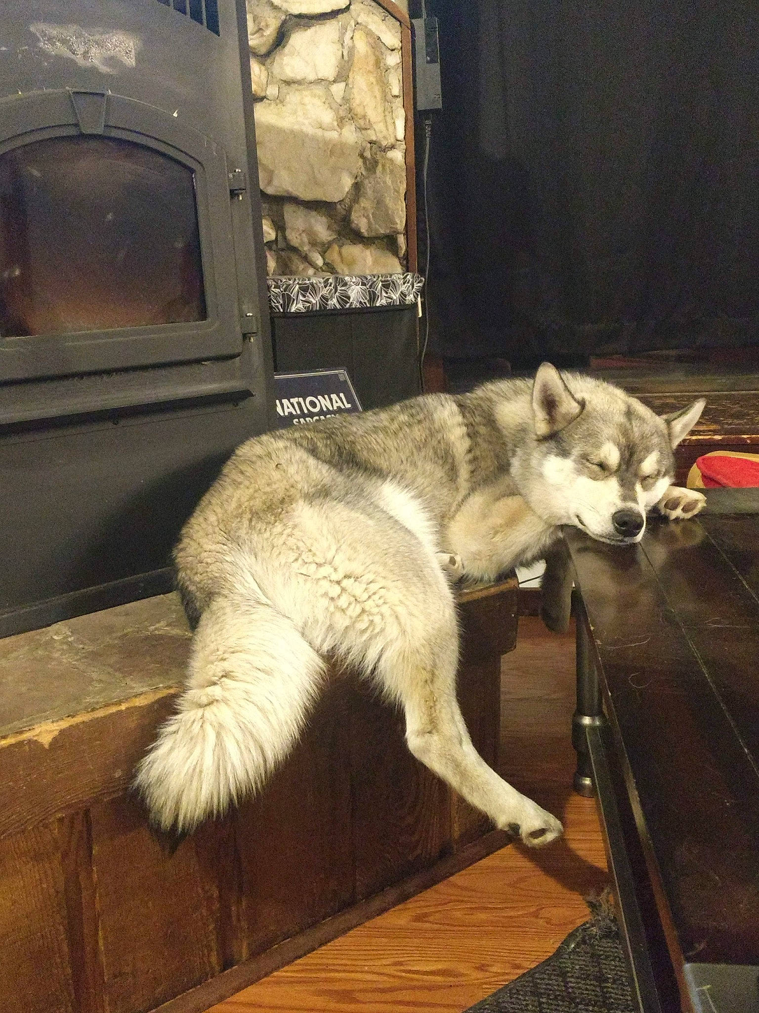 Cable joined the competition — help win amazing prizes! building, canidae, carnivore, companion_dog, dog, dog_breed, door, fawn, felidae, flooring, fur, gas, small_to_medium_sized_cats, snout, sporting_group, tail, terrestrial_animal, whiskers, window, wood