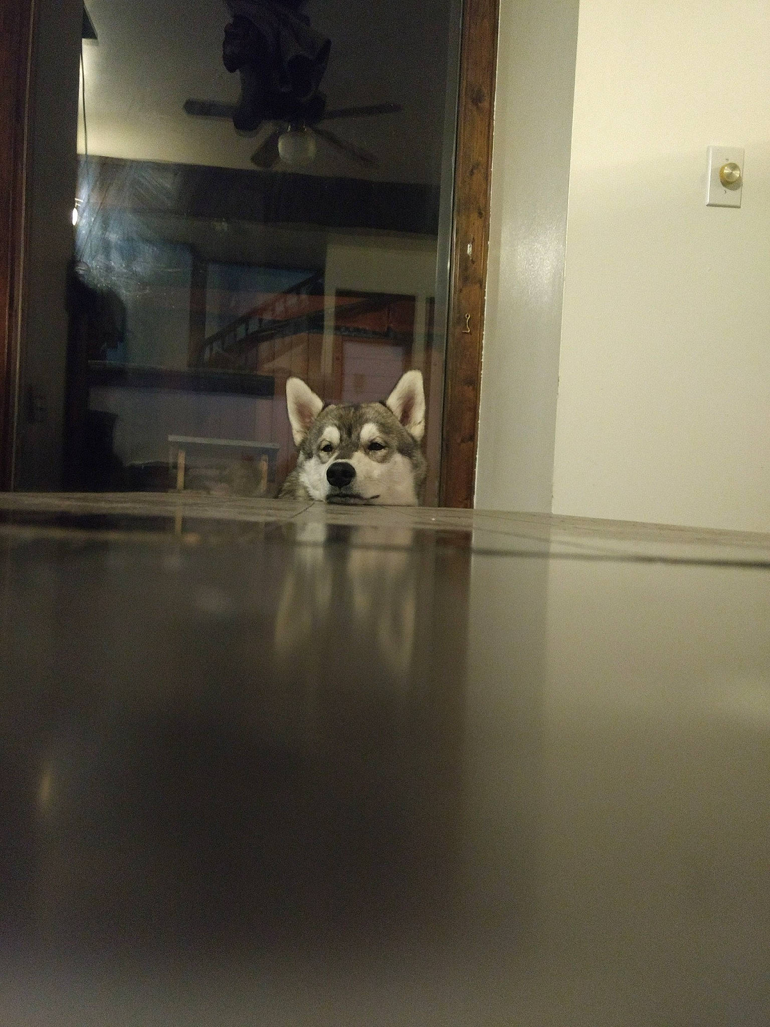 Cable joined the competition — help win amazing prizes! carnivore, companion_dog, dog_breed, door, fawn, felidae, floor, flooring, fur, glass, hardwood, home_door, room, small_to_medium_sized_cats, snout, sporting_group, tail, whiskers, window, wood