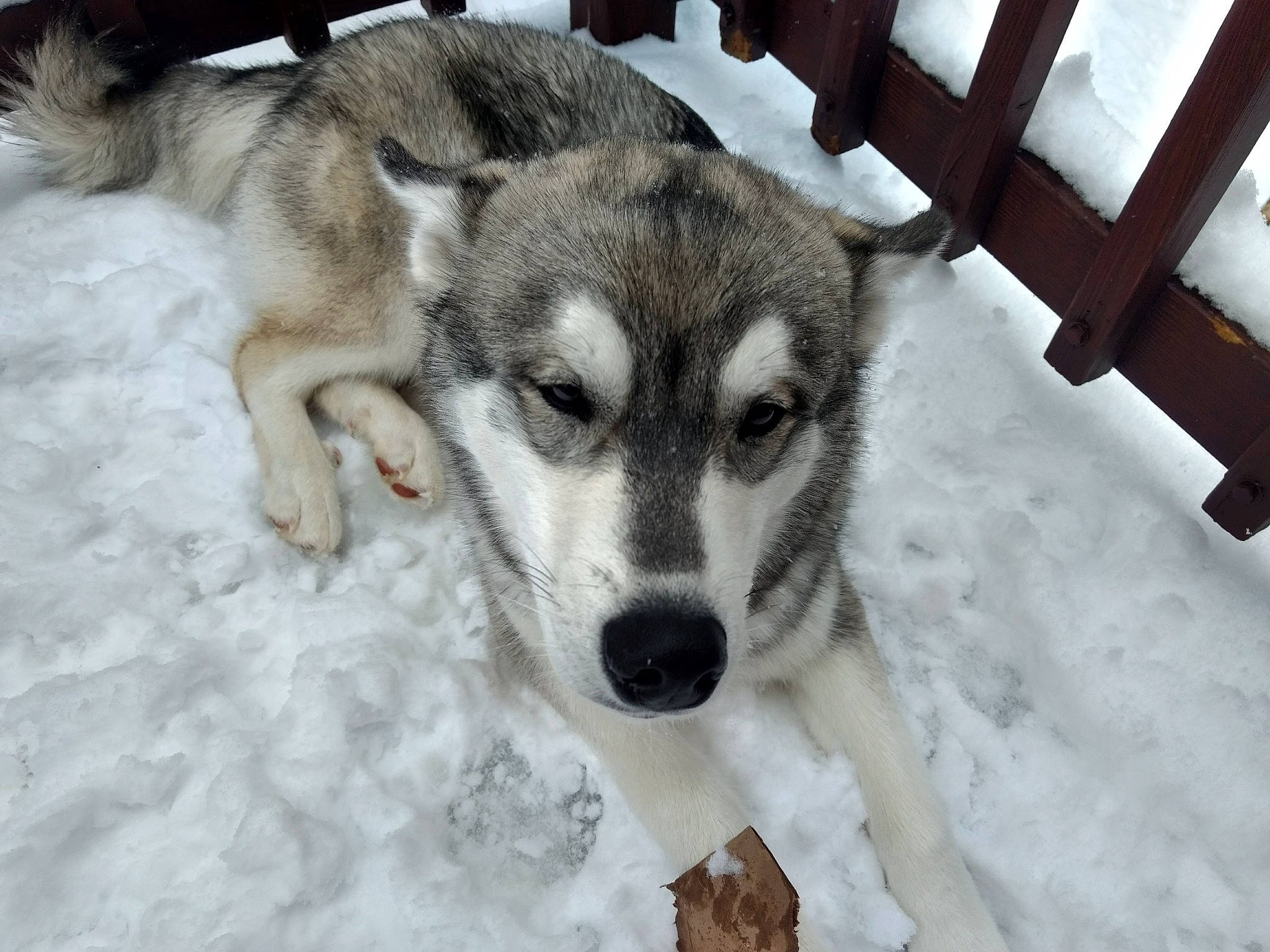 Cable is registered to the contest to win money with this photo: ancient_dog_breeds, canidae, canis, carnivore, dog, dog_breed, foot, fur, jaw, recreation, siberian_husky, sled_dog, snout, snow, sporting_group, terrestrial_animal, wildlife, winter, working_animal, working_dog