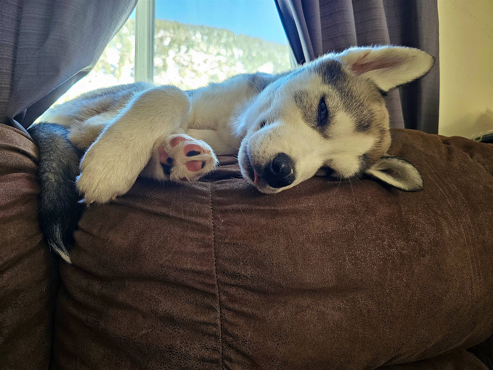 Eastwood joined the competition — help win amazing prizes! canidae, carnivore, comfort, companion_dog, couch, dog, dog_breed, fawn, felidae, fur, linens, nap, paw, small_to_medium_sized_cats, sporting_group, tail, terrestrial_animal, whiskers, window, working_animal