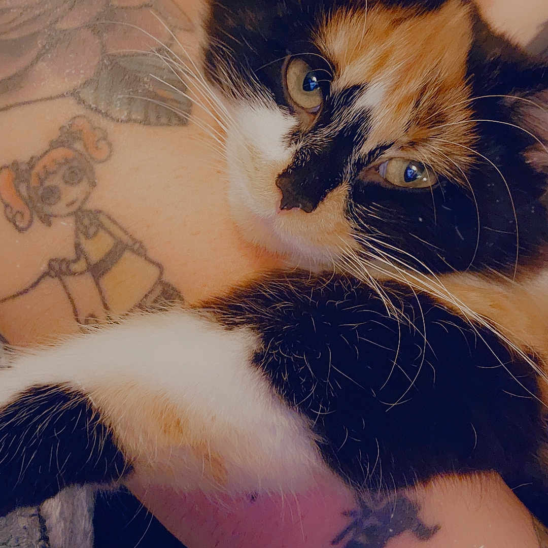 Kitty is registered to the contest to win money with this photo: animal, back, bodypart, cat, kitten, manx, person, pet, skin, tattoo