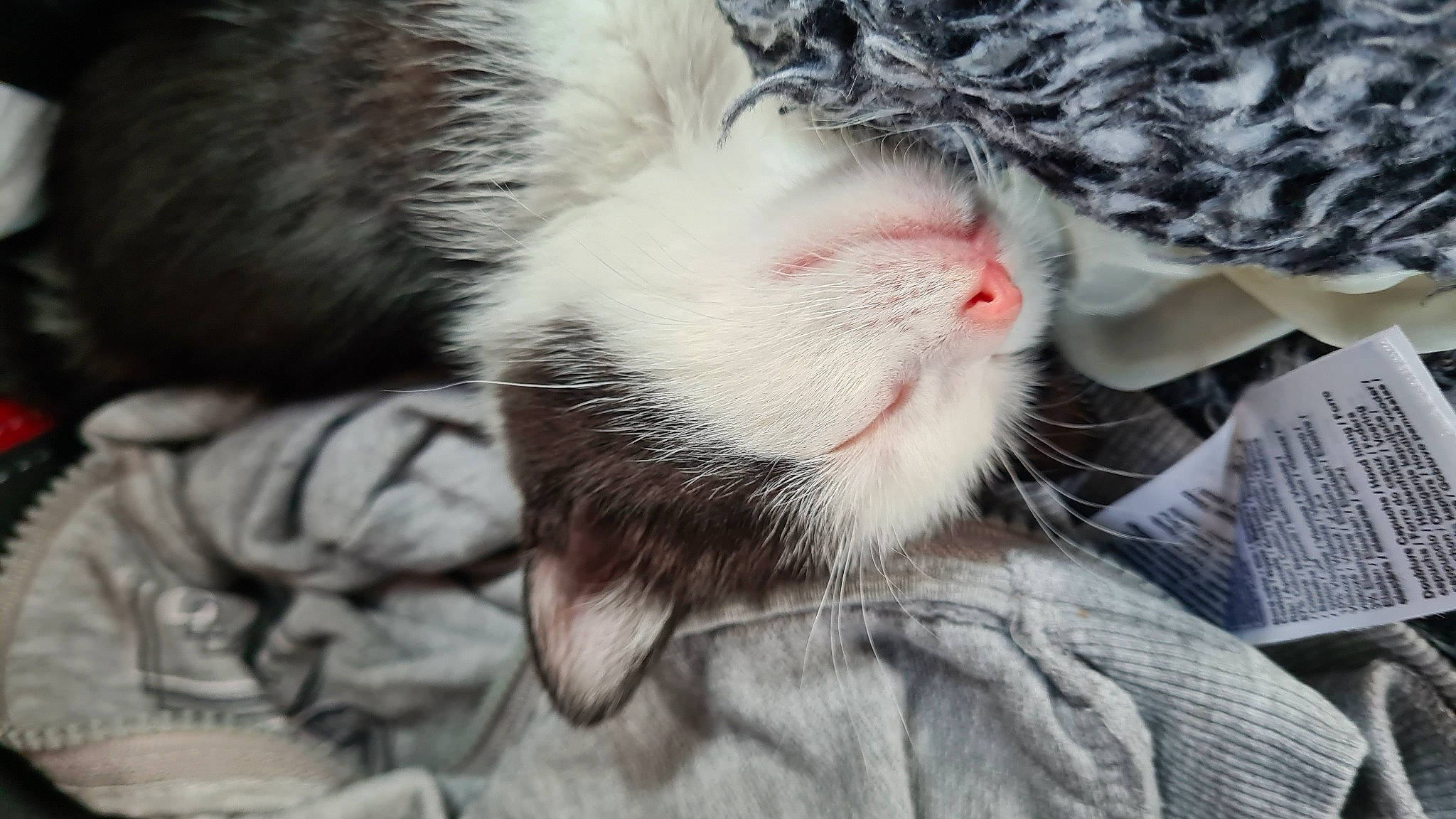 Nefarian a rejoint le concours — aidez-le/la à gagner de superbes lots ! carnivore, cat, claw, comfort, domestic_short_haired_cat, eye, fawn, felidae, foot, fur, grey, human_leg, nail, nap, paw, sleep, small_to_medium_sized_cats, snout, tail, whiskers