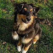 Aïko a rejoint le concours — aidez-le/la à gagner de superbes lots ! dog, puppy, grass, outdoor, sunlight, pet, animal, cute, fur, tricolor, ears, tail, nature, playful, adorable, friendly, canine, young, sitting, daylight