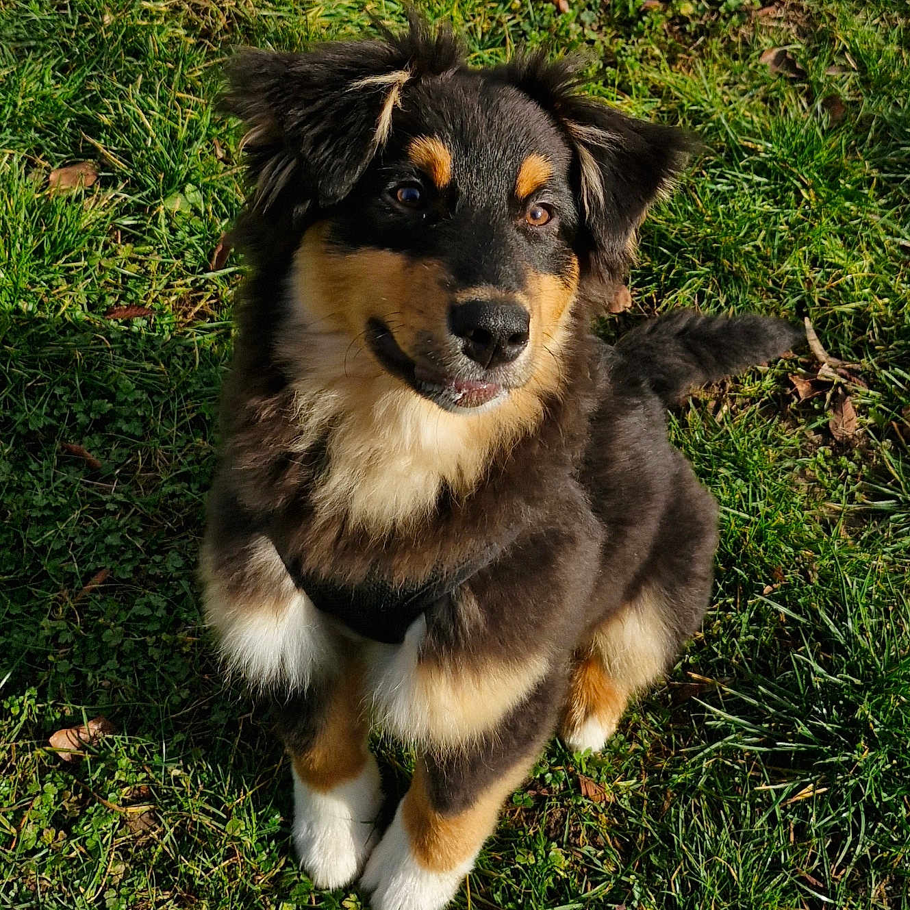 Aïko a rejoint le concours — aidez-le/la à gagner de superbes lots ! adorable, animal, canine, cute, daylight, dog, ears, friendly, fur, grass, nature, outdoor, pet, playful, puppy, sitting, sunlight, tail, tricolor, young