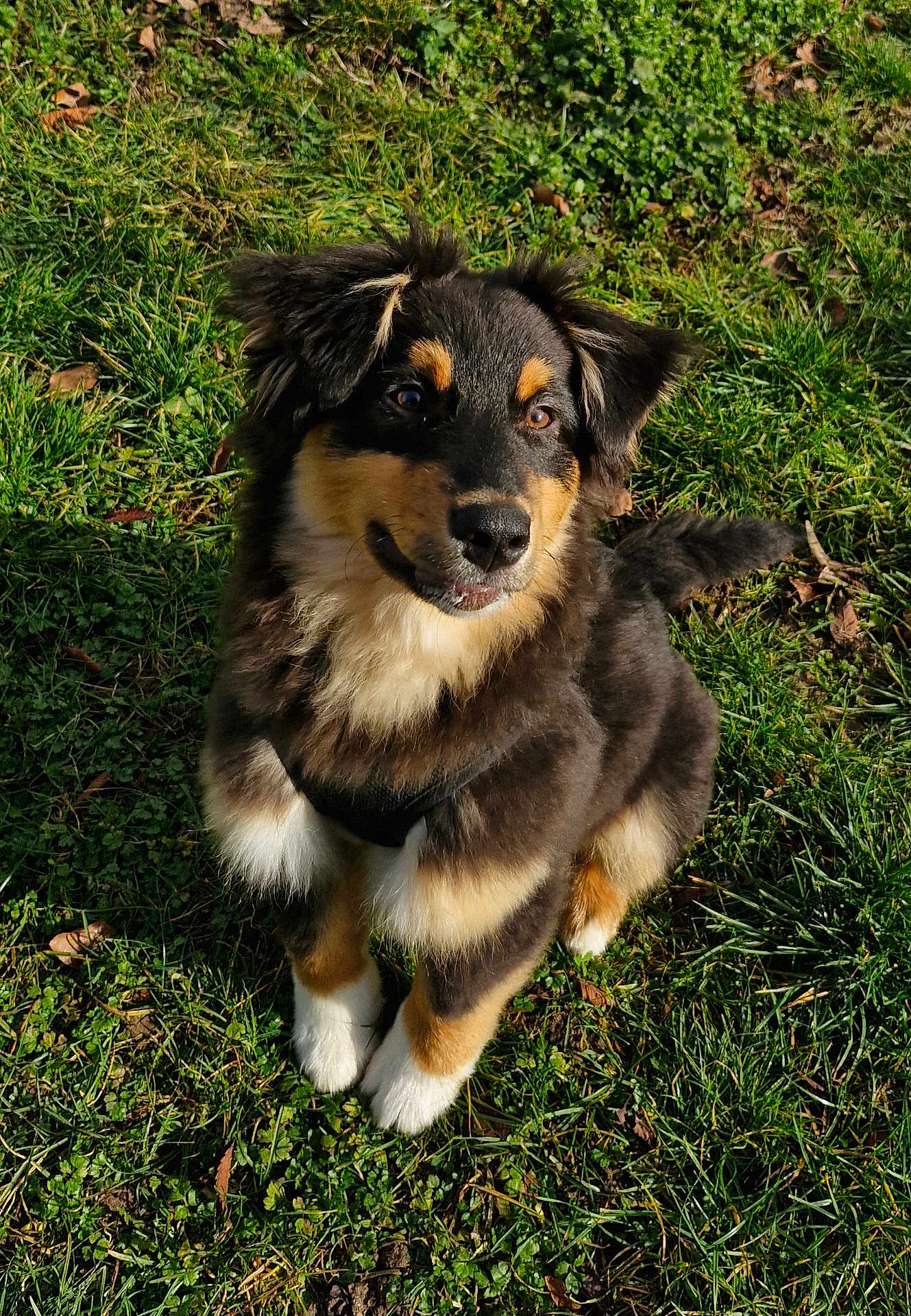 Aïko a rejoint le concours — aidez-le/la à gagner de superbes lots ! dog, puppy, grass, outdoor, sunlight, pet, animal, cute, fur, tricolor, ears, tail, nature, playful, adorable, friendly, canine, young, sitting, daylight