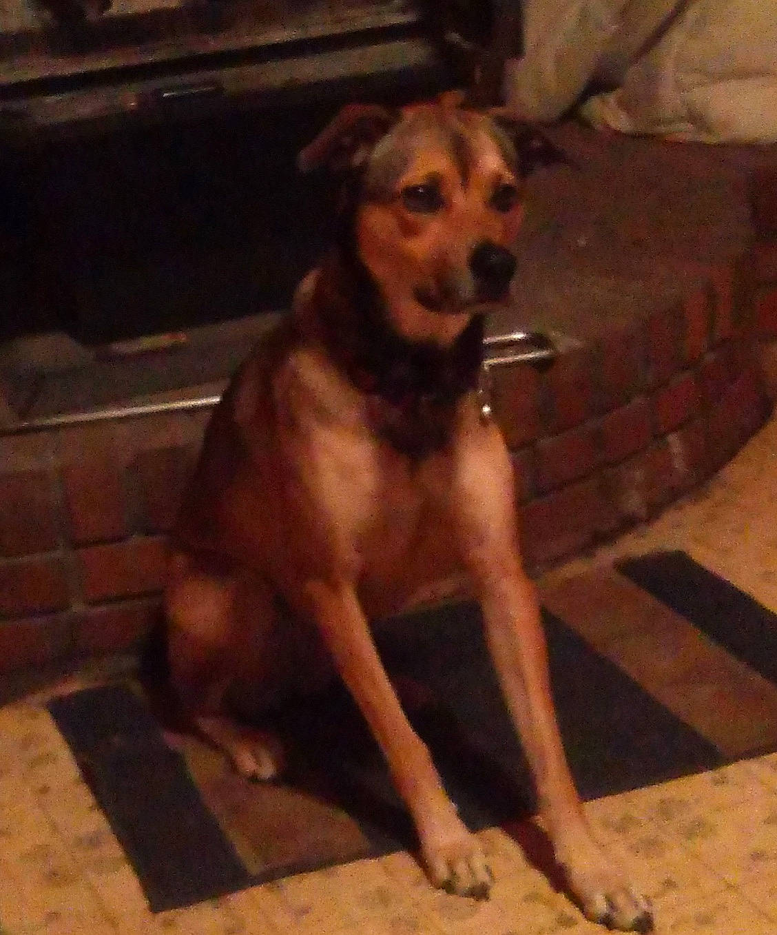 Bessie joined the competition — help win amazing prizes! ancient_dog_breeds, canidae, carnivore, companion_dog, dog, dog_breed, fawn, floor, flooring, gun_dog, hardwood, liver, metal, paw, snout, sporting_group, street_dog, tail, wood, working_animal