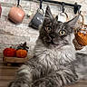 Smookie participe au concours pour gagner de l'argent avec cette photo : cat, gray_cat, fluffy, curious_eyes, paws, wooden_surface, mugs, hanging_mugs, kitchen, decorative_pumpkins, cozy, indoor, pets, feline, close_up, portrait, table, wall_tiles, basket, home_decor