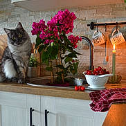 Smookie a rejoint le concours — aidez-le/la à gagner de superbes lots ! cat, kitchen, flower, plant, sink, countertop, colander, cherries, candle, mug, cabinet, wood, tile, curious, indoor, decor, tablecloth, red, greenery, lighting