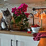 cat, kitchen, flower, plant, sink, countertop, colander, cherries, candle, mug, cabinet, wood, tile, curious, indoor, decor, tablecloth, red, greenery, lighting