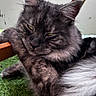 Smookie a rejoint le concours — aidez-le/la à gagner de superbes lots ! cat, fluffy, gray_cat, relaxed, grass, outdoor, chair, wood, pet, animal, feline, resting, closeup, whiskers, ears, paw, fur, domestic_animal, nature, lazy