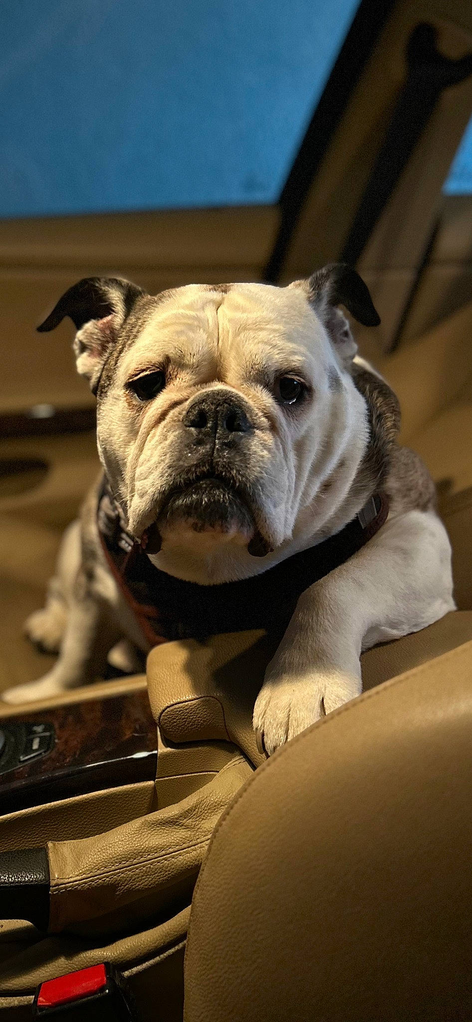 Coco Channel joined the competition — help win amazing prizes! bulldog, canidae, carnivore, club_chair, collar, companion_dog, dog, dog_breed, dog_collar, dorset_olde_tyme_bulldogge, fawn, molosser, non_sporting_group, snout, sporting_group, toy_dog, whiskers, white_english_bulldog, working_dog, wrinkle