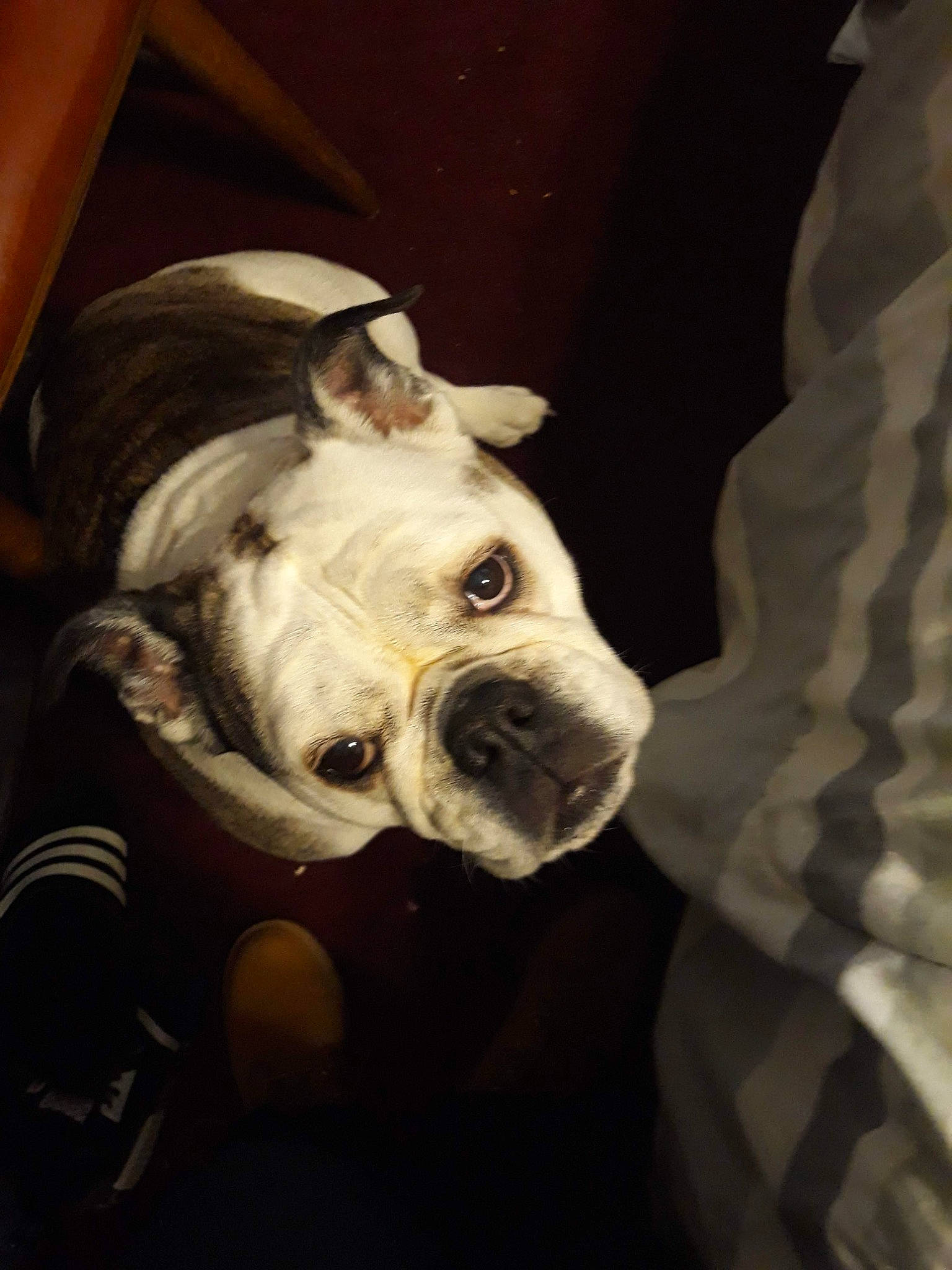 Coco Channel joined the competition — help win amazing prizes! bulldog, canidae, carnivore, collar, comfort, companion_dog, dog, dog_breed, ear, fawn, fur, jaw, molosser, snout, sporting_group, toy_dog, whiskers, white_english_bulldog, working_animal, wrinkle