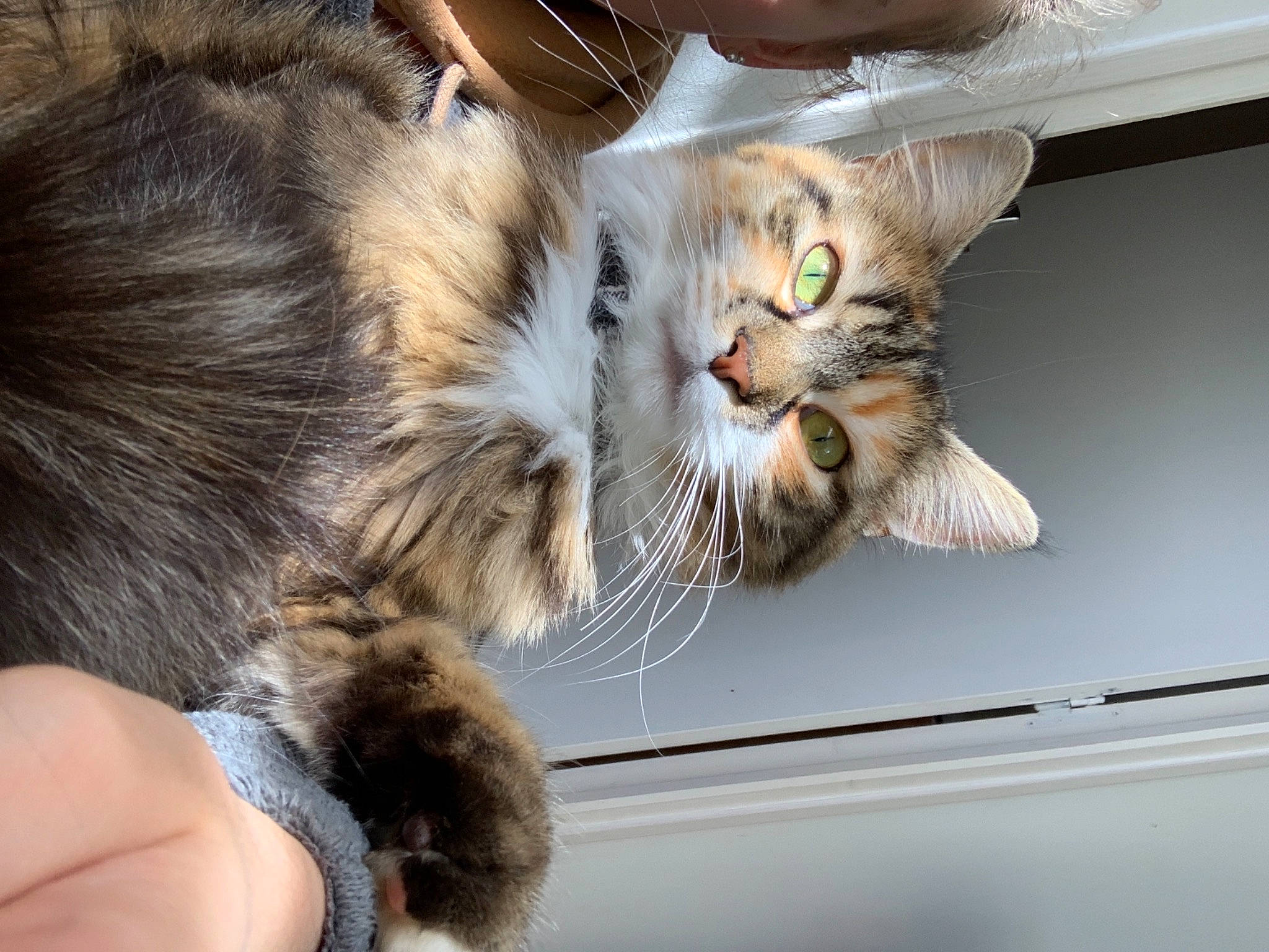 Hinata a rejoint le concours — aidez-le/la à gagner de superbes lots ! carnivore, cat, claw, comfort, domestic_short_haired_cat, door, ear, fawn, felidae, fur, gesture, nail, paw, small_to_medium_sized_cats, snout, tail, tree, whiskers, window