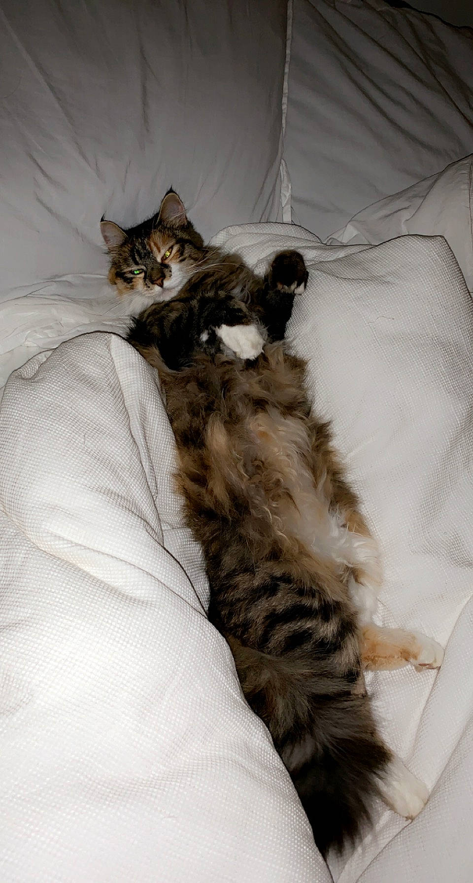 Hinata participe au concours pour gagner de l'argent avec cette photo : bed, bedding, carnivore, cat, claw, comfort, domestic_short_haired_cat, fawn, felidae, fur, grey, linens, nap, paw, sleep, small_to_medium_sized_cats, snout, tail, terrestrial_animal, whiskers