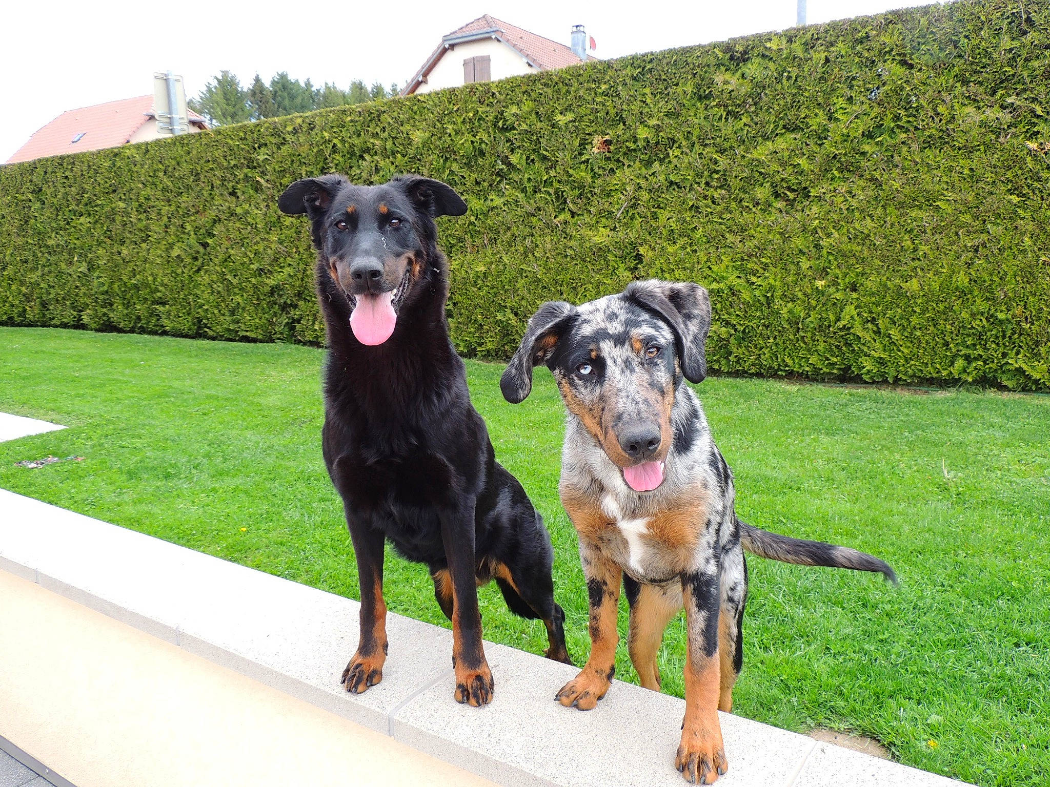 Riley a rejoint le concours — aidez-le/la à gagner de superbes lots ! canidae, carnivore, collar, companion_dog, dog, dog_breed, dog_collar, grass, guard_dog, hedge, hunting_dog, plant, sky, snout, sporting_group, tree, working_animal, working_dog