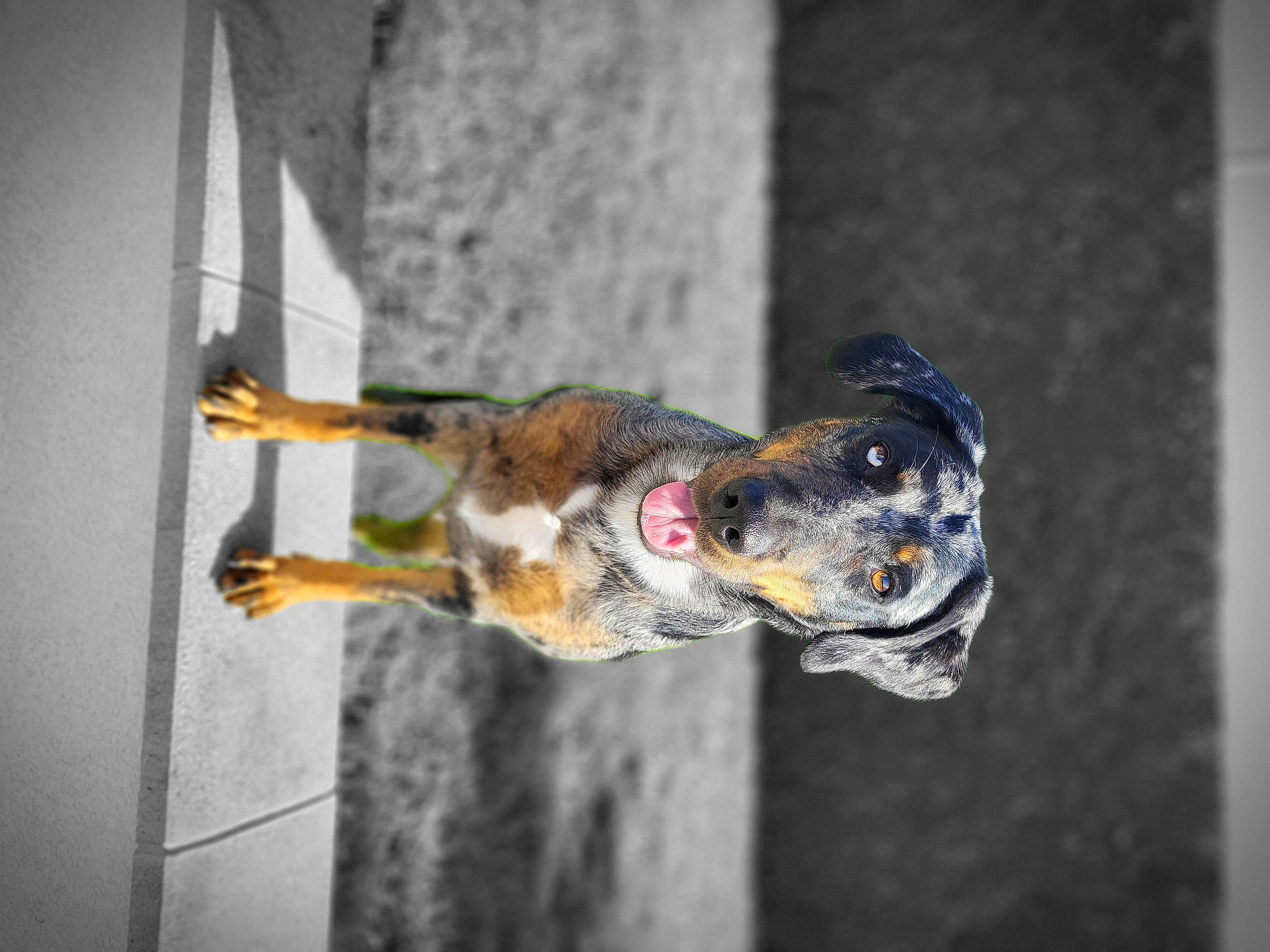 Riley participe au concours pour gagner de l'argent avec cette photo : asphalt, canidae, carnivore, claw, dog, dog_breed, eye, felidae, fish, food, plant, road, road_surface, sitting, small_to_medium_sized_cats, snout, sporting_group, tail, tree, whiskers