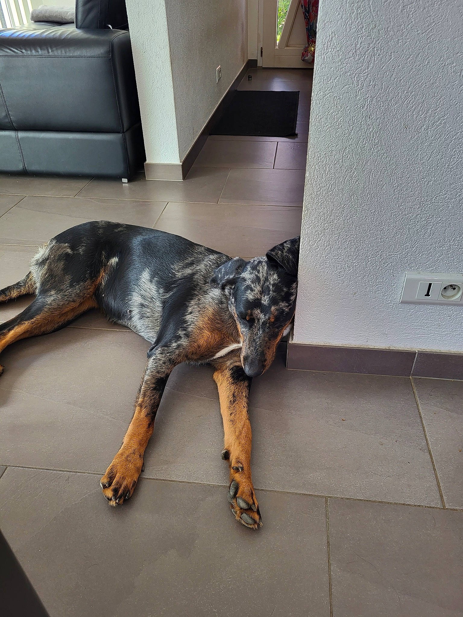 Riley participe au concours pour gagner de l'argent avec cette photo : carnivore, companion_dog, dobermann, dog, dog_breed, floor, flooring, fur, guard_dog, mammal, metal, montenegrin_mountain_hound, sporting_group, tail, working_animal, working_dog