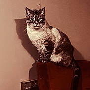 Benjamin joined the competition — help win amazing prizes! cat, feline, pet, animal, domestic, sitting, chair, shadow, striped, fur, whiskers, ears, tail, indoor, wall, curious, sepia, vintage, portrait, cozy