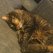 Pashmilla participe au concours pour gagner de l'argent avec cette photo : cat, sleeping_cat, tabby, long_fur, curled_up, couch, upholstery, pet, domestic_animal, whiskers, paw, cozy, nap, indoor, soft_texture, close_up, relaxed, sleepy, blanket, fur