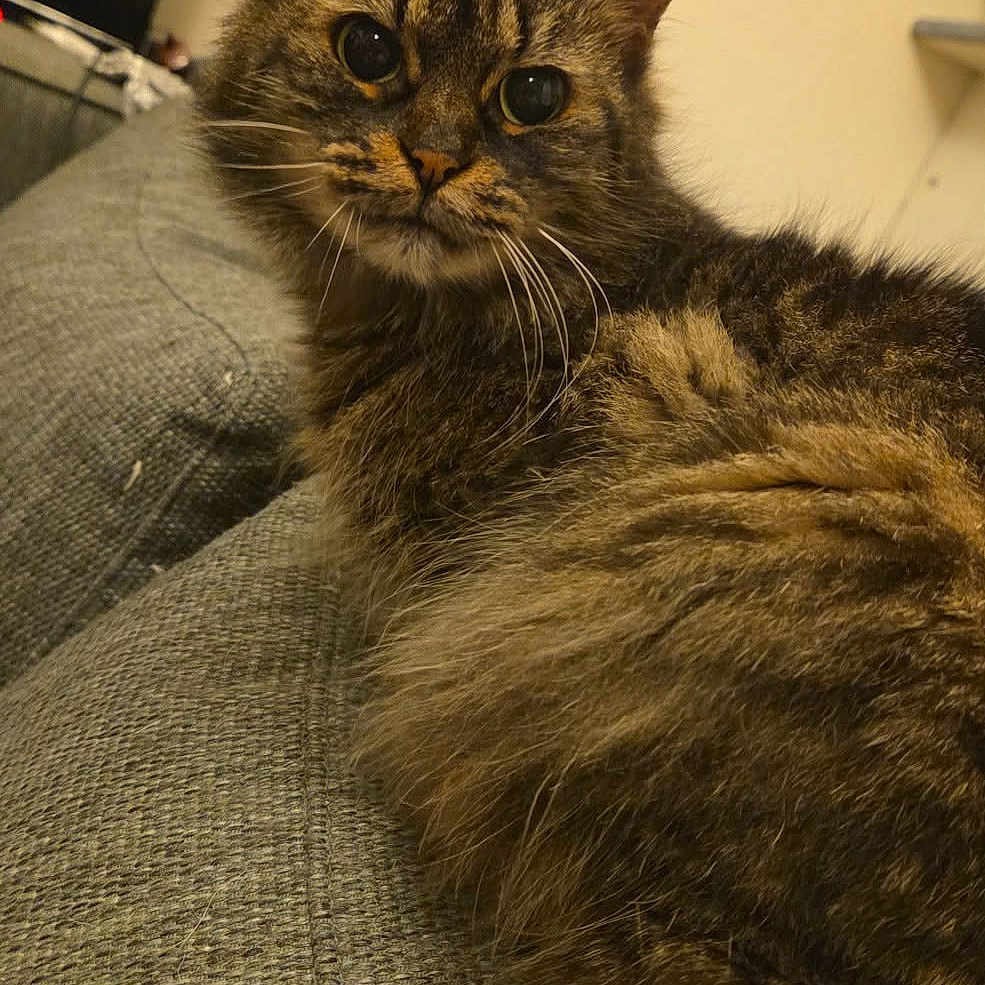Pashmilla participe au concours pour gagner de l'argent avec cette photo : brown_fur, cat, close_up, couch, cozy, ears, eyes, feline, fur, furniture, home, indoor, long_hair, looking_at_camera, pet, portrait, relaxed, sofa, tabby, whiskers