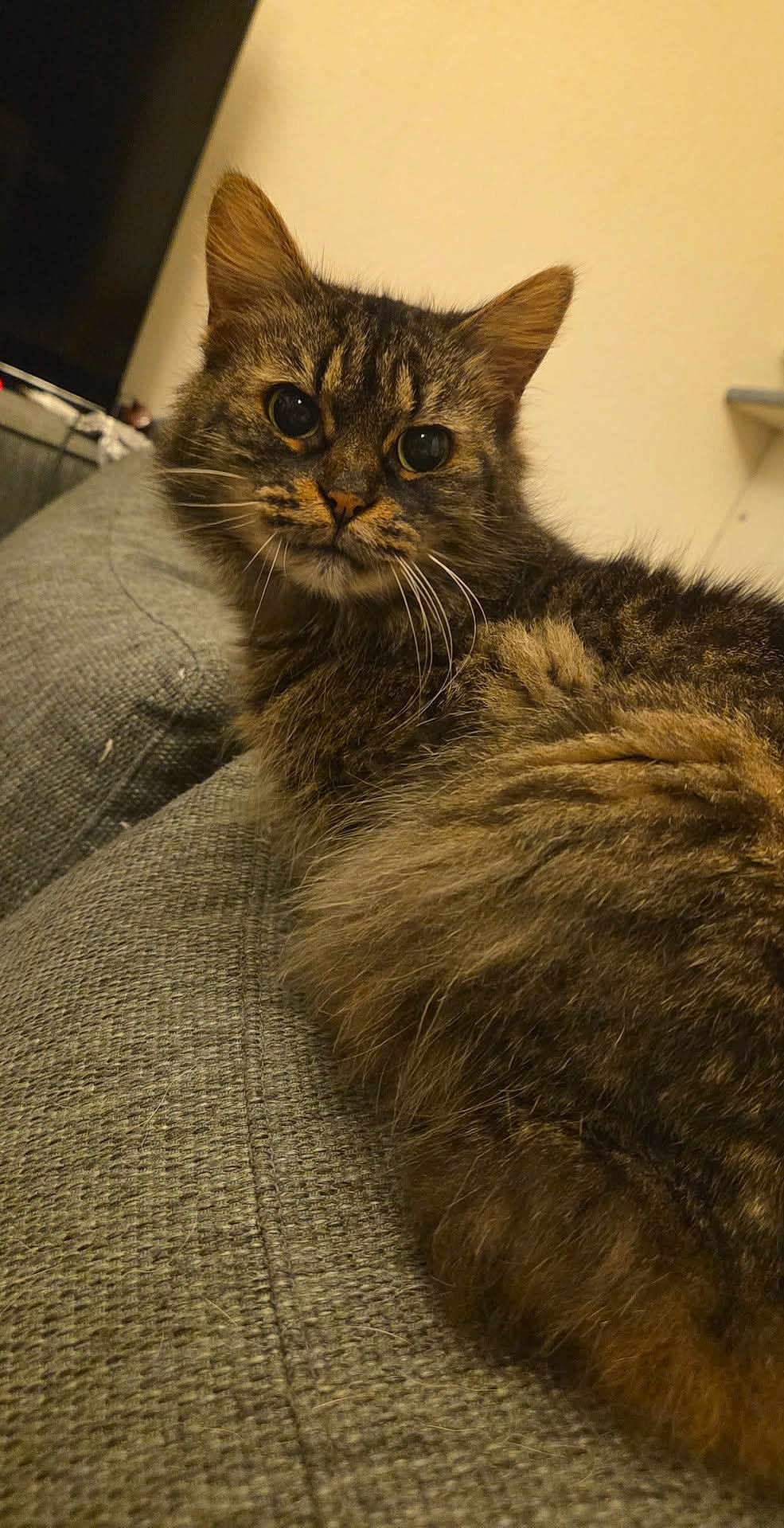 Pashmilla participe au concours pour gagner de l'argent avec cette photo : cat, tabby, feline, whiskers, fur, eyes, ears, couch, sofa, indoor, pet, portrait, close_up, cozy, relaxed, looking_at_camera, home, furniture, brown_fur, long_hair