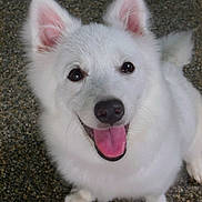 Chi-Chi joined the competition — help win amazing prizes! dog, white, fluffy, happy, tongue_out, ears, pet, animal, cute, smiling, outdoor, close_up, looking_up, fur, canine, friendly, playful, paws, nose, portrait