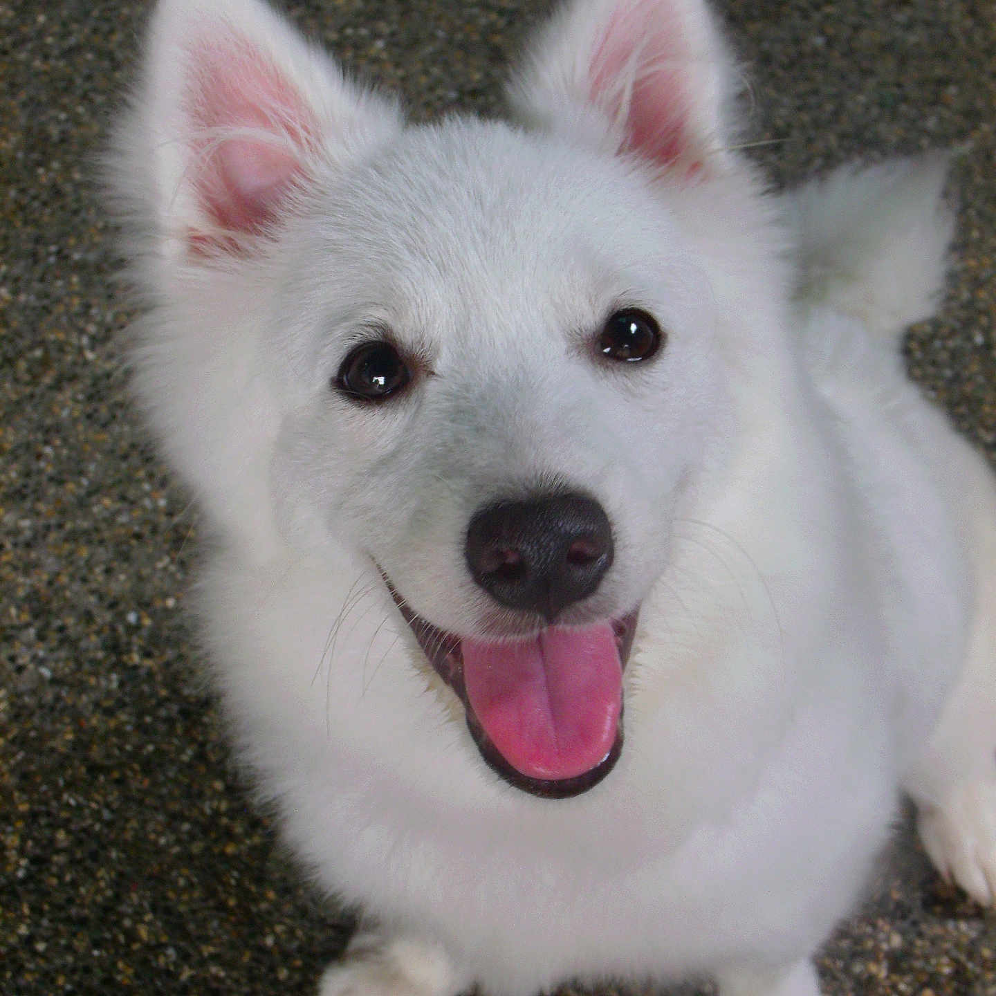 Chi-Chi joined the competition — help win amazing prizes! animal, canine, close_up, cute, dog, ears, fluffy, friendly, fur, happy, looking_up, nose, outdoor, paws, pet, playful, portrait, smiling, tongue_out, white