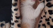 Rumi a rejoint le concours — aidez-le/la à gagner de superbes lots ! cat, kitten, orange_and_white, sleeping, curled_up, cozy, blanket, leopard_print, indoor, pet, feline, fur, whiskers, pink_nose, closed_eyes, relaxed, cuddly, soft, nap, portrait