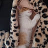 cat, kitten, orange_and_white, sleeping, curled_up, cozy, blanket, leopard_print, indoor, pet, feline, fur, whiskers, pink_nose, closed_eyes, relaxed, cuddly, soft, nap, portrait