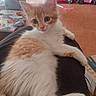 Rumi a rejoint le concours — aidez-le/la à gagner de superbes lots ! kitten, cat, orange_and_white, fluffy, fur, pet, animal, portrait, close_up, sitting, lying_down, pink_nose, whiskers, blue_eyes, paws, toe_beans, indoor, home, toy_cars, wooden_floor