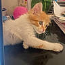 Rumi participe au concours pour gagner de l'argent avec cette photo : cat, kitten, orange_cat, white_fur, fluffy, long_hair, pet, animal, whiskers, green_eyes, pink_nose, paw, lying_down, relaxed, desk, indoors, office, stationery, clutter, portrait