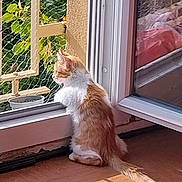 Rumi a rejoint le concours — aidez-le/la à gagner de superbes lots ! cat, orange_white_cat, fluffy, long_hair, sitting, profile, window, open_window, indoor, floor, sunlight, shadow, garden, plants, balcony, mesh_screen, planter, tail, home, animal_portrait