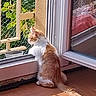 cat, orange_white_cat, fluffy, long_hair, sitting, profile, window, open_window, indoor, floor, sunlight, shadow, garden, plants, balcony, mesh_screen, planter, tail, home, animal_portrait