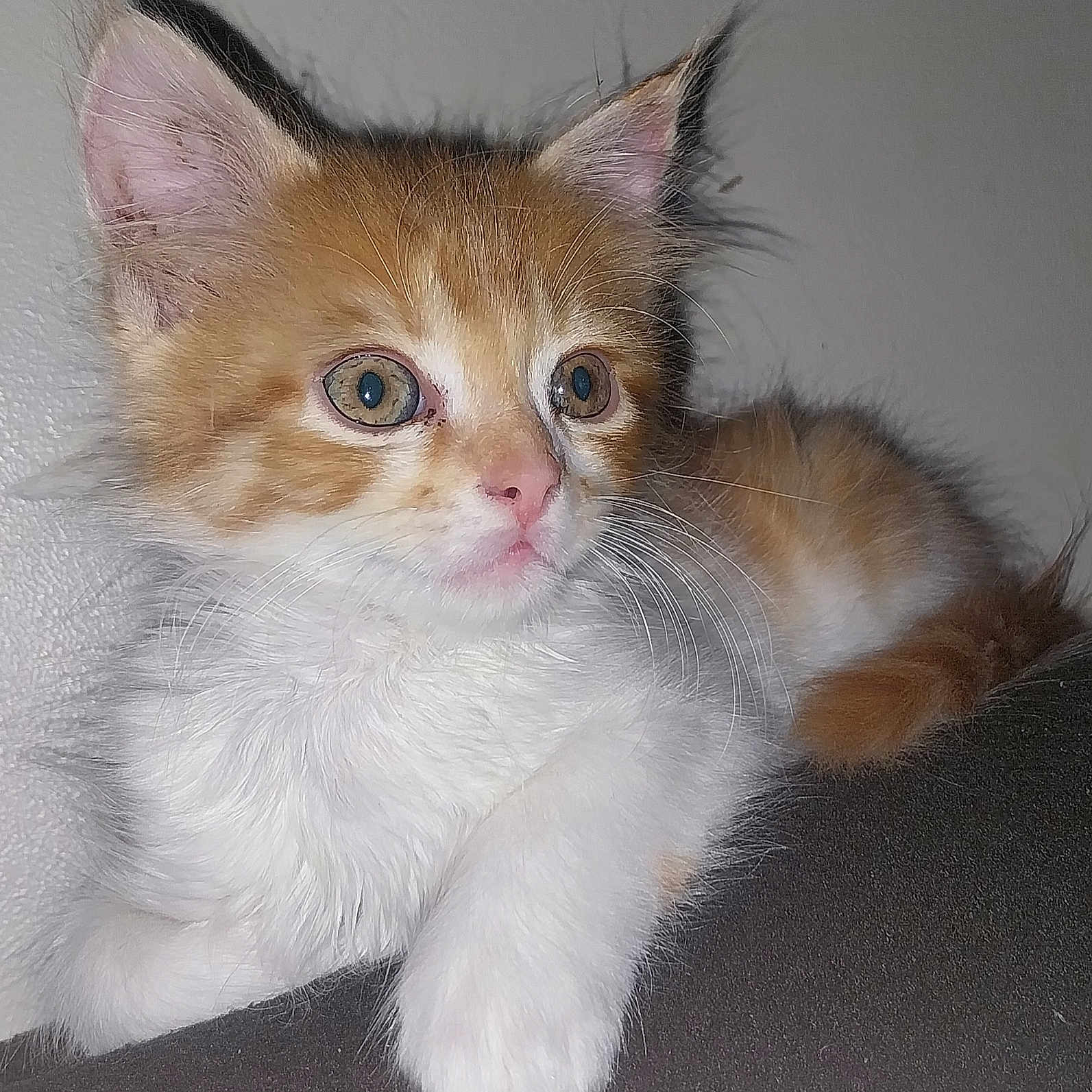 Rumi a rejoint le concours — aidez-le/la à gagner de superbes lots ! kitten, cat, orange_and_white, fluffy, fur, whiskers, ears, blue_eyes, green_eyes, wide_eyed, paw, lying_down, relaxed, portrait, close_up, pet, indoor, gray_background, couch, adorable
