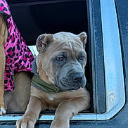 Chooch joined the competition — help win amazing prizes! puppy, dog, car_window, pet_clothing, brown_dog, pink_jacket, black_spots, close_up, outdoor, vehicle, window_frame, animal, canine, fur, paw, snout, ears, looking_out, young_dog, companion