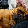 One Bcbg participe au concours pour gagner de l'argent avec cette photo : animal, brown_dog, canine, close_up, comfort, couch, cozy, dog, ear, fur, home, indoor, nap, pet, pillow, relaxed, resting, sleeping, snout, wrinkles