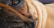 One Bcbg participe au concours pour gagner de l'argent avec cette photo : animal, animal_face, background_blur, brown, canine, close_up, companion, dog, domestic_animal, eye, face, fur, muzzle, pet, portrait, relaxation, snout, soft_light, texture, whiskers