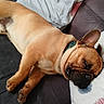 One Bcbg participe au concours pour gagner de l'argent avec cette photo : animal, brown, canine, closeup, collar, companion, couch, cozy, cute, dog, domestic_animal, french_bulldog, fur, indoor, pet, pillow, relaxed, resting, sleeping, snout