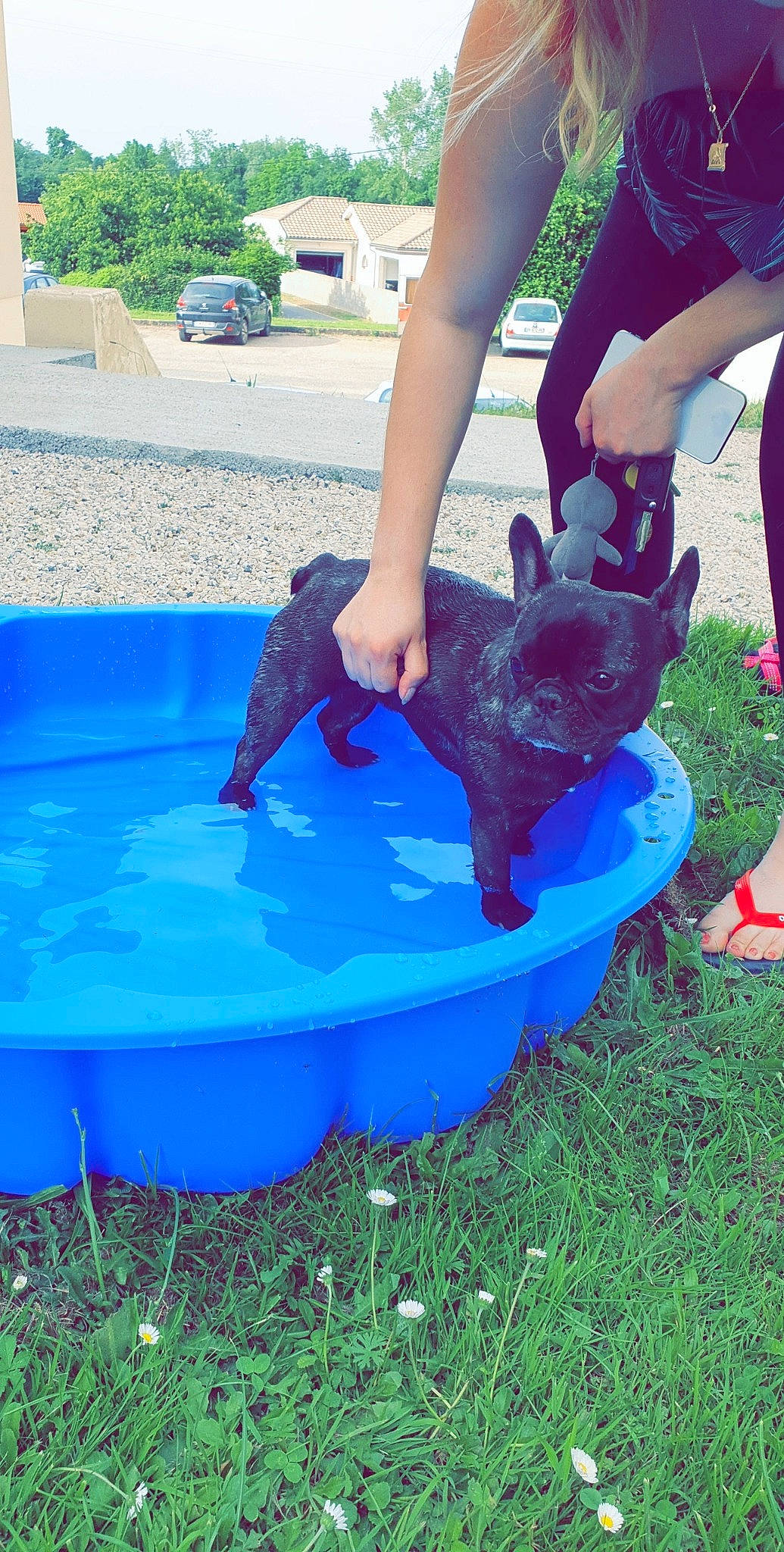 Olly participe au concours pour gagner de l'argent avec cette photo : canidae, fun, games, grass, leisure, play, sporting_group, summer, water