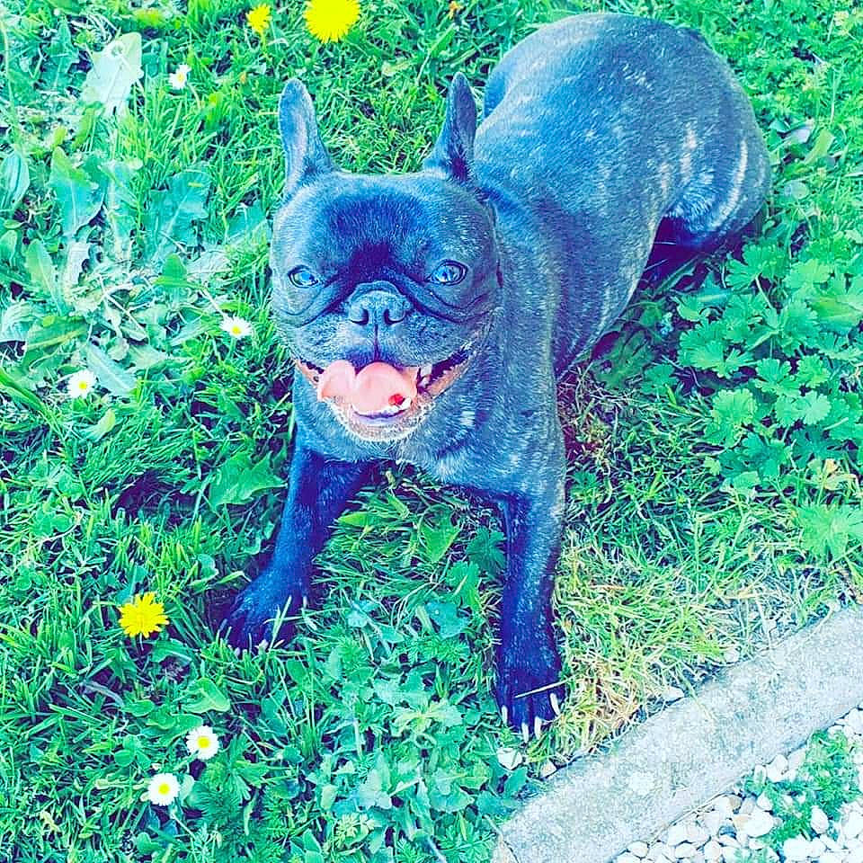 Olly a rejoint le concours — aidez-le/la à gagner de superbes lots ! bulldog, canidae, carnivore, companion_dog, dog, dog_breed, fawn, french_bulldog, grass, mammal, non_sporting_group, plant, puppy, rare_breed_dog, snout, toy_bulldog