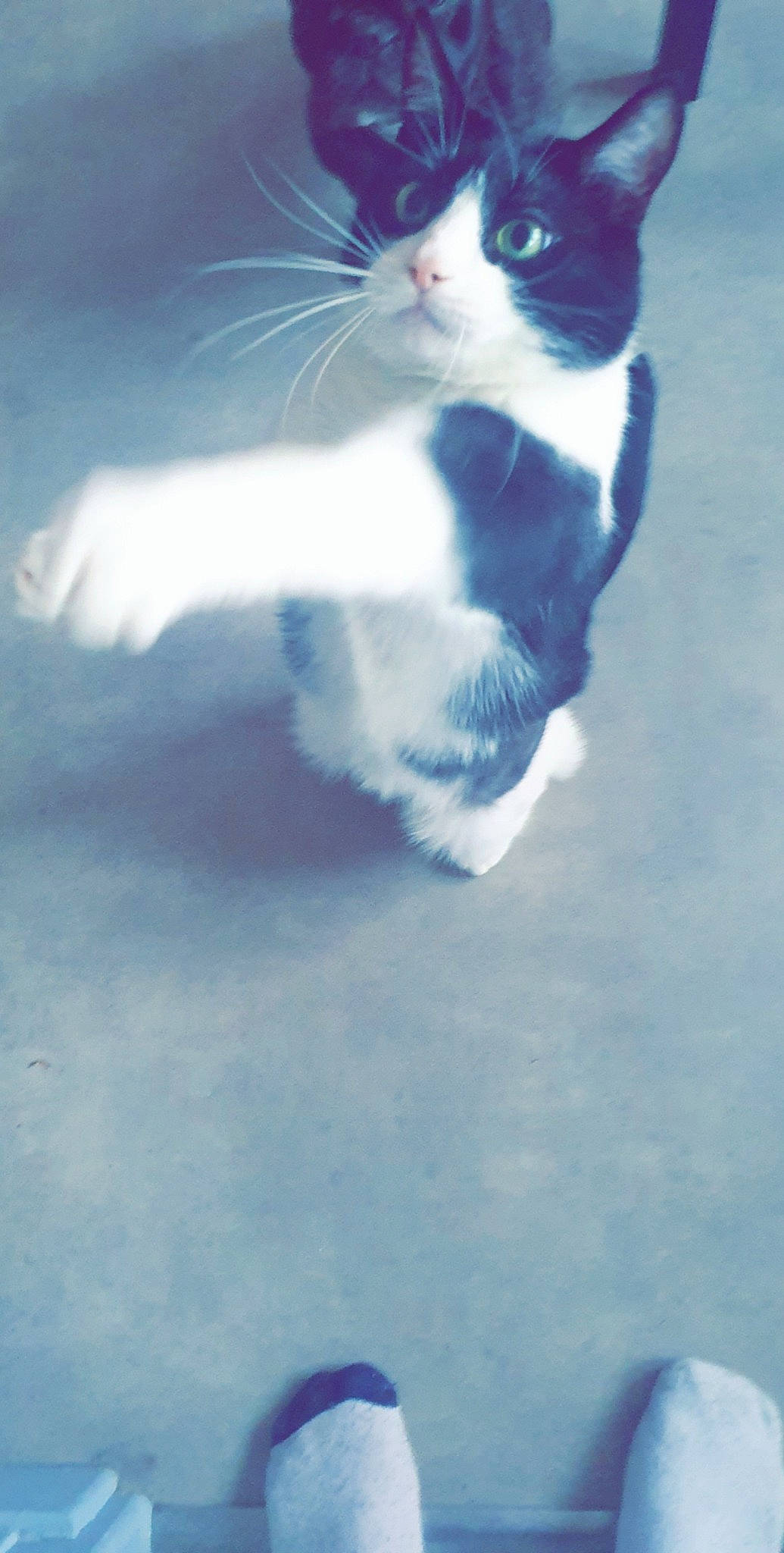 Scratch Et Mia a rejoint le concours — aidez-le/la à gagner de superbes lots ! carnivore, cat, cloud, felidae, fur, kitten, polydactyl_cat, sky, small_to_medium_sized_cats, snout, tail, turkish_angora, whiskers