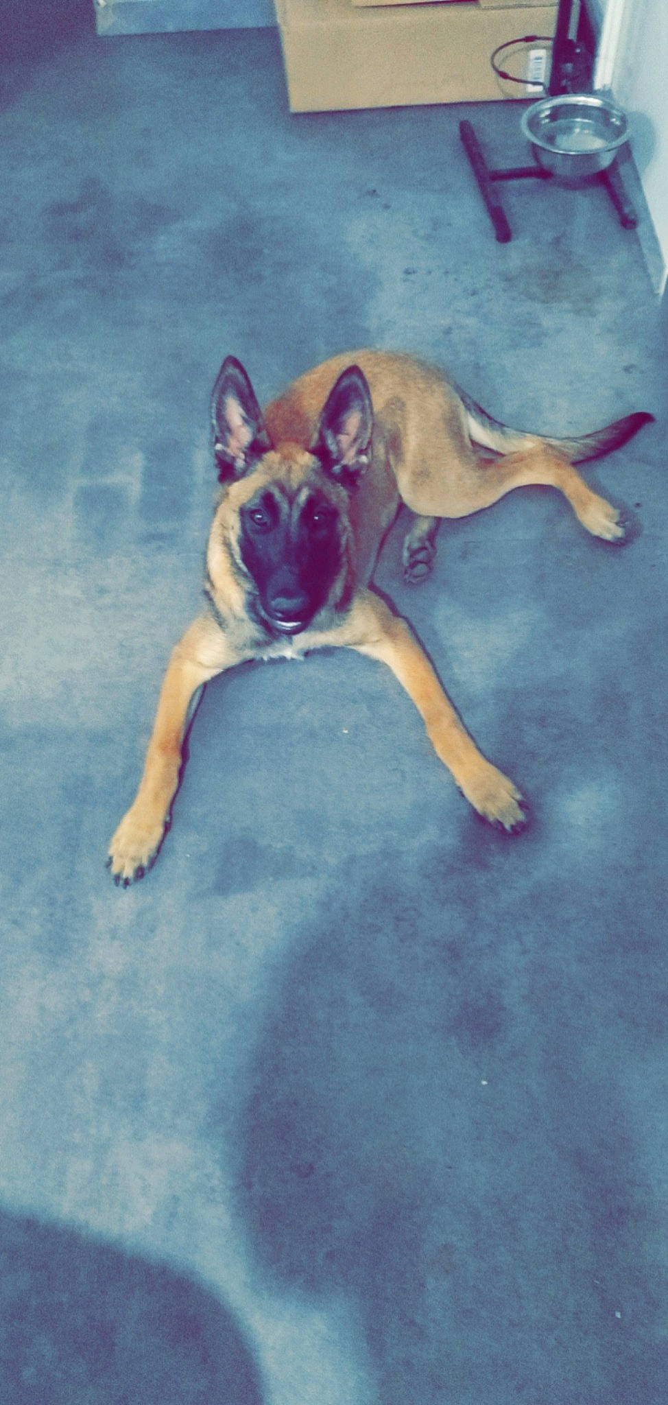 Suna participe au concours pour gagner de l'argent avec cette photo : art, canidae, carnivore, comfort, companion_dog, dog, dog_breed, dog_supply, fawn, flooring, paint, painting, paw, sky, snout, sporting_group, tail, toy_dog, visual_arts, working_animal