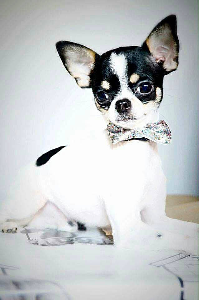 Jacob participe au concours pour gagner de l'argent avec cette photo : canidae, carnivore, chihuahua, companion_dog, dog, dog_breed, ear, english_toy_terrier, mammal, miniature_fox_terrier, puppy, rat_terrier, snout, teddy_roosevelt_terrier, tenterfield_terrier, toy_dog, toy_fox_terrier, vertebrate, whiskers