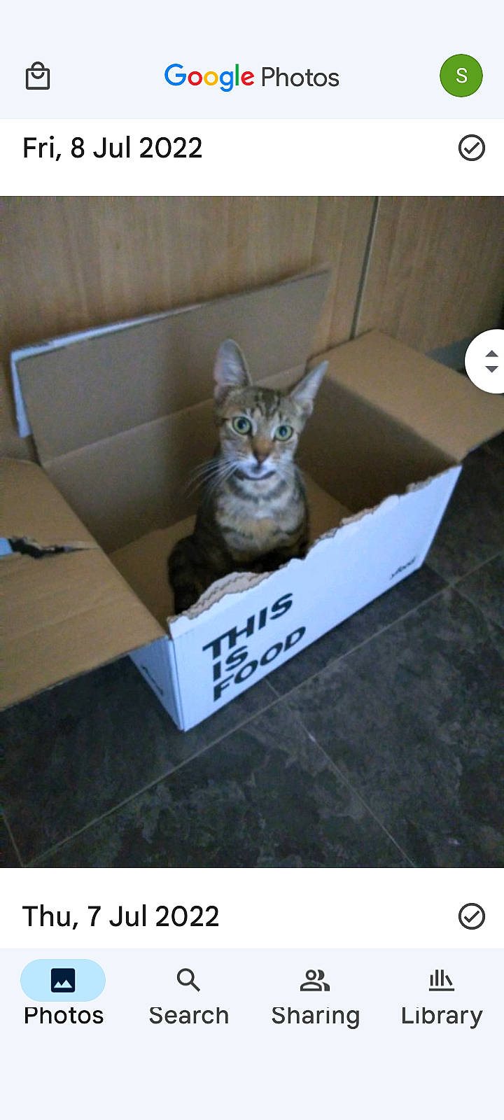 Athena joined the competition — help win amazing prizes! box, carnivore, carton, cat, cat_supply, domestic_short_haired_cat, fawn, felidae, flooring, font, packaging_and_labeling, pet_supply, photo_caption, rectangle, shipping_box, small_to_medium_sized_cats, snout, tail, whiskers, wood