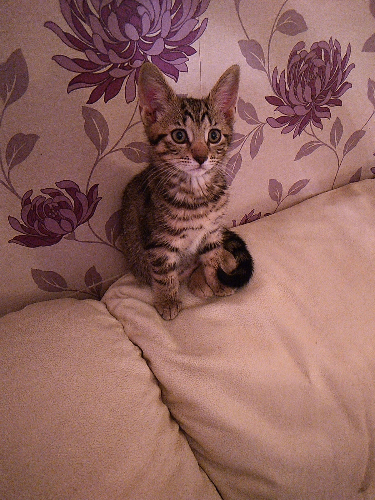 Athena joined the competition — help win amazing prizes! bed, bedding, carnivore, cat, claw, comfort, domestic_short_haired_cat, fawn, felidae, fur, linens, pattern, paw, plant, room, small_to_medium_sized_cats, snout, tail, terrestrial_animal, whiskers