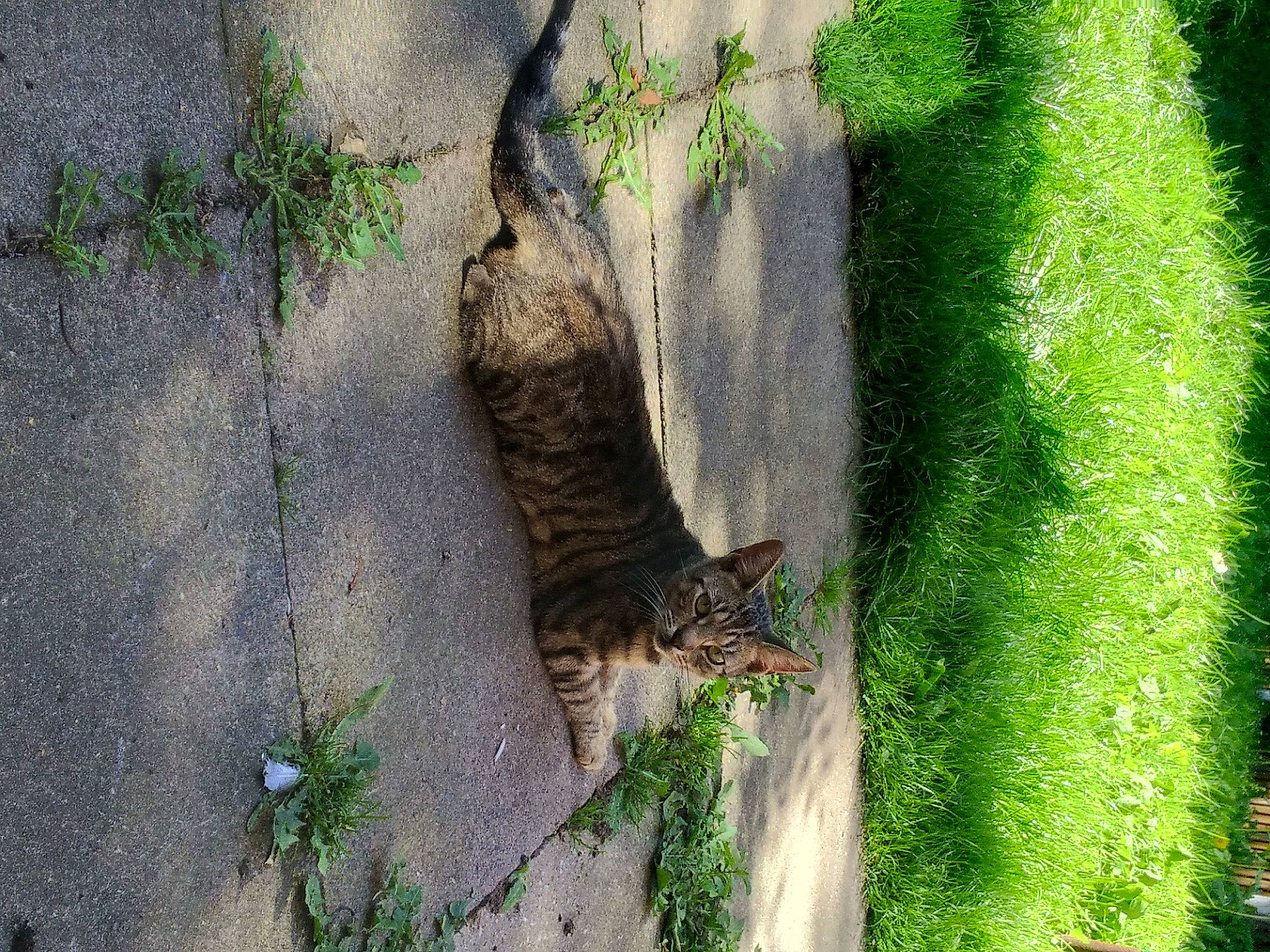 Athena is registered to the contest to win money with this photo: carnivore, cat, domestic_short_haired_cat, fawn, felidae, fur, grass, grass_family, groundcover, plant, small_to_medium_sized_cats, snout, tail, terrestrial_animal, tree, trunk, whiskers, wildlife, window, wood