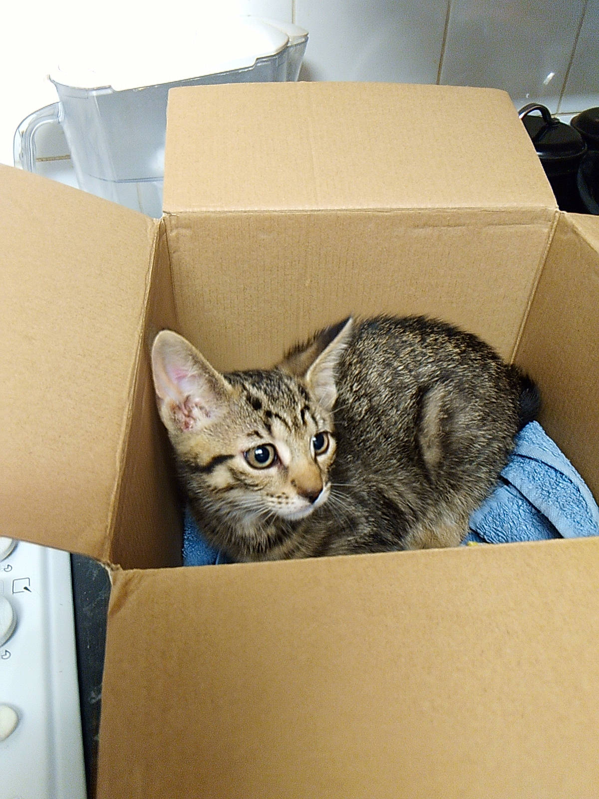 Athena joined the competition — help win amazing prizes! box, cardboard, carnivore, carton, cat, comfort, domestic_short_haired_cat, felidae, fur, package_delivery, packaging_and_labeling, packing_materials, paper_product, shipping_box, small_to_medium_sized_cats, whiskers