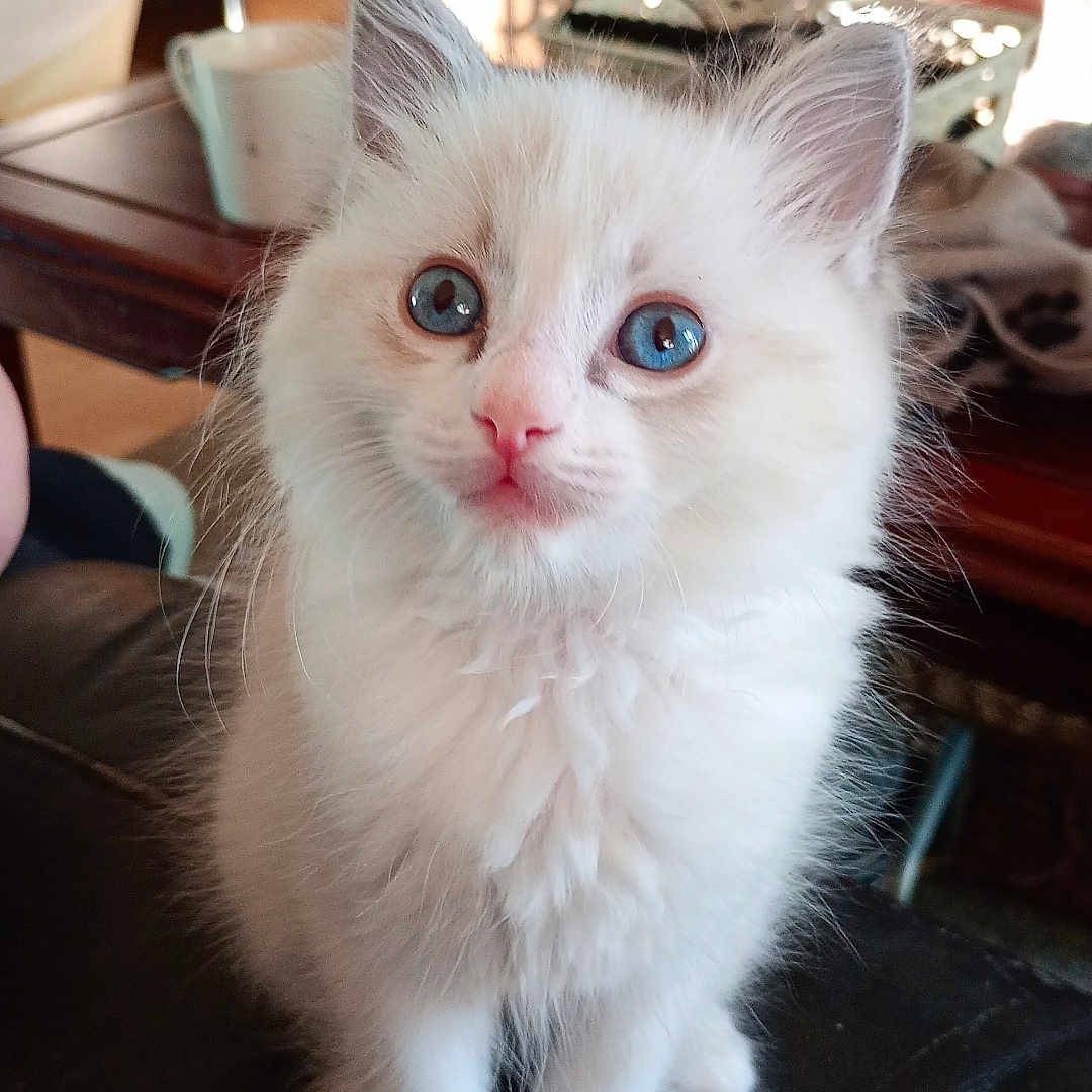 Poe joined the competition — help win amazing prizes! animal, blue_eyes, cat, closeup, curious, cute, domestic, feline, fluffy, household, indoor, kitten, pet, portrait, sitting, small, soft, whiskers, white_fur, young